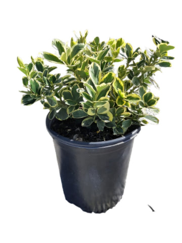 Euonymus Japanese Silver Queen 5Gallon Silver Princess Boxleaf Euonymus Plant Outdoor Live Plant Mr7