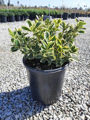 Euonymus Japanese Silver Queen 5Gallon Silver Princess Boxleaf Euonymus Plant Outdoor Live Plant Mr7