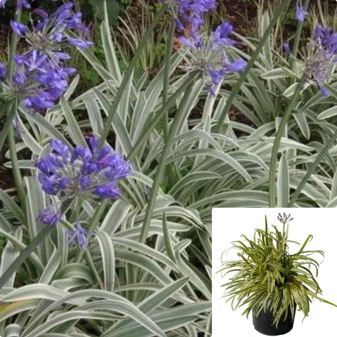Agapanthus Africanus Tinkerbell 5Gallon African Lily Tinkerbell Live Plant Frmr7