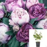 Paeonia Edulis Superba 1 Gallon Peony Mauve Pink Flower Outdoor Live Plant Ht7 Best