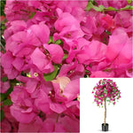 Bougainvillea Walker Patio 5 Gallon Plant James Walker Bougainvillea  Flower Live Plant Gr7