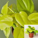 Cordatum Neon Cordatum Plant Heart Leaf Philodendron Yellow 6Inches Pot Live Plant Ht7 Best