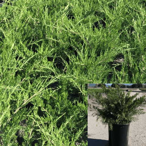 Juniperus Chinensis Sea Green Pompon 5Gallon Sea Green Juniper Plant Shrub Outdoor Live Plant Ho7Ht7