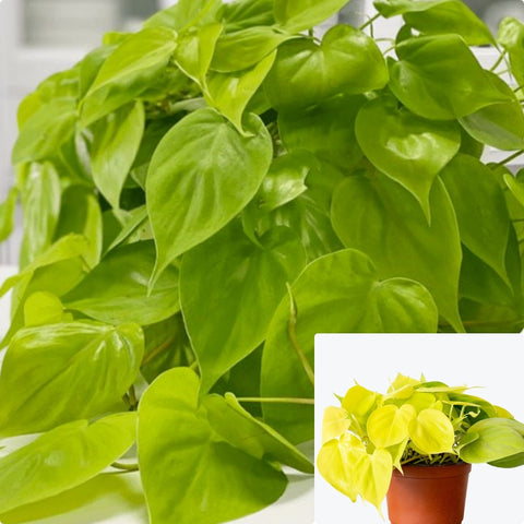 Philodendron Brasil Plant 6Inches Pot gold neon strip lemon vine Philodendron Plant Hanging Live Plant