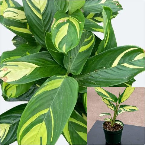 Ctenanthe Lubbersiana 4 inches Bamburanta Plant Never Plant Live Plant Ht7