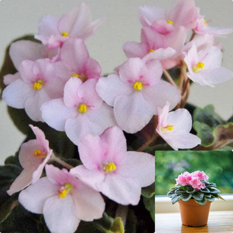 African Violets Light Pink Plant Indoor Houses Saintpaulia Foliage Air Purifying Flowering 4Inches Pot Live Plant