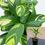 Ctenanthe Lubbersiana 6 inches Bamburanta Plant Never Plant Live Plant Ht7