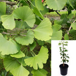 Ginkgo Biloba 1 Gallon 10 -18Inches Tall Plant maidenhair tree Ginkgo biloba white fruit Tree Live Plant Ht7 Best