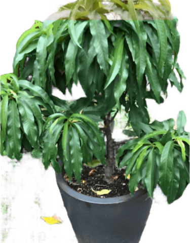 Fruit Peach Babcock White 7 Gallon Super Sweet Red Haven Semi Dwarf Fruit Prunus Persica Redhaven Live Plant Fr7