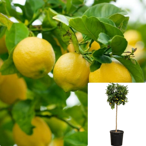 Citrus Limon Allen Eureka Patio Tree 5Gallon Plant Eureka Lemon Plant Lemon Tree Plant Meyer Plant Patio Live Plant Gg7