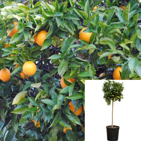 Citrus Sinensis Washington Navel Patio Tree 5Gallon Plant Washington Navel Orange Semi Dwarf Plant Orange Tree Plant Patio Live Plant Gg7