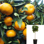 Citrus Unshiu Okitsu Wase Patio Tree 5 Gallon Plant Satsuma Mandarin Japanese Live Plant Gg7