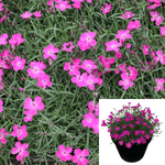 Dianthus Kahori Pink Plant 12Packs Of 2Inches Pink Plant Kahori Pink Garden Pinks Plant Mr7
