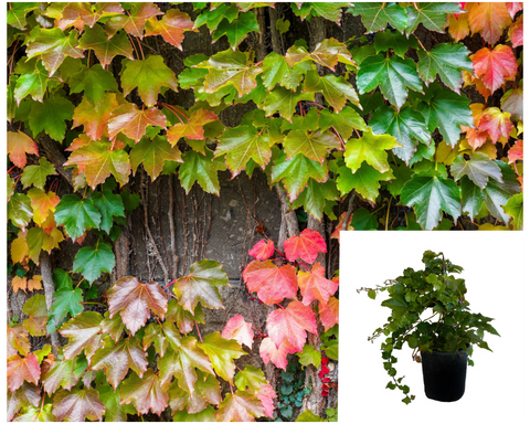 Parthenocissus Veitchii 5 Gallon Leaved Virginia Creeper Climbers Live Plant Live Plant Ho7