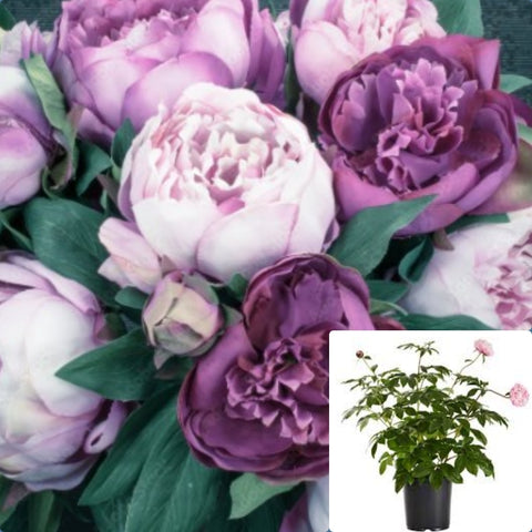 Paeonia Edulis Superba 2Gallon Mauve Pink Peony Flower Live Plant Mr7Ht7