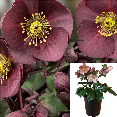 Helleborus Ice Roses Nightin 2 Gallon Pot Lenten Rose Plant Flower Topiary Outdoor Live Plant Fr7