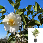 Camellia Silver Waves Patio 5Gallon Plant Silver Waves Camellia Plant Examine Camellias Plant Patio Live Plant Gr7