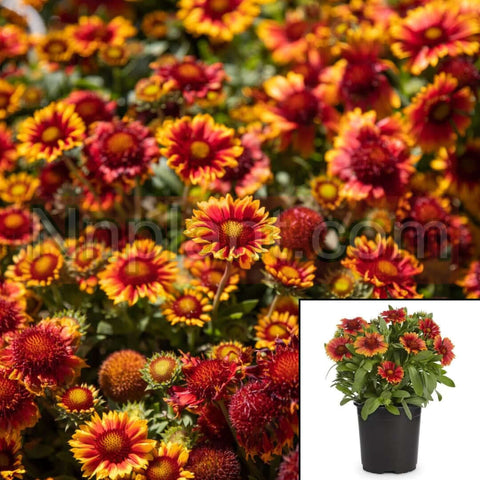 Gaillardia Aristata Spintop Orange Halo Improved 1 Gallon Blanket Flower Live Plant Ho7