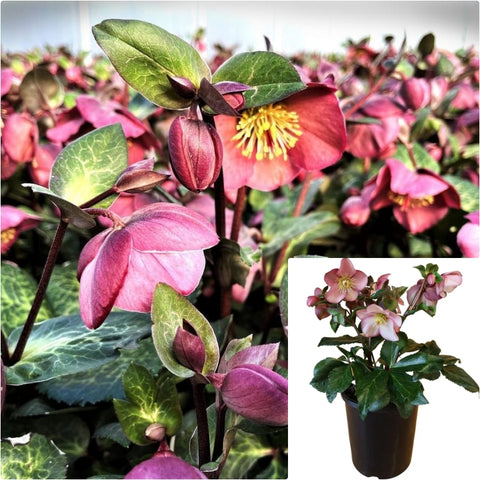 Helleborus Frostkiss Pennyspnk 2 Gallon Plant Hybrid Lenten Roses Hellebores Flower Live Plant Fr7