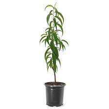 Fruit Peach Red Baron 7Gallon Plant Peach Prunus Persica Red Baron Outdoor Fruit Tree Live Plant Fr7