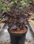 Cotinus Purpureus Multi 5 Gallon Royal Purple Smoke Live Plant Outdoor Fr7