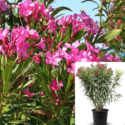 Nerium Oleander Pink Beauty Tree 5 Gallon Double Plant Live Plant Fr7