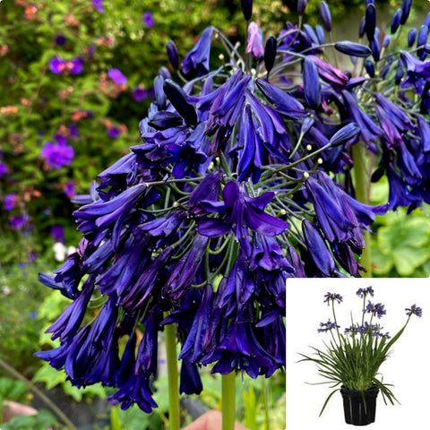Agapanthus Africanus Elaine 1Gallon Plant African Lily Blue Plant Lily Of The Nile Agapanthus Africanus Plant Outdoor Mr7