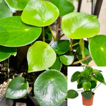 Peperomia Raindrop 12-16Inches 1 Gallon Coin Leaf Peperomia Cute Plant Easy To Take Care Plant Houselive Plant Ht7 Best