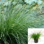 Carex Tumulcola Divulsa 1Gallon Plant Sedge Grass Plant Foothill Penstemon Plant Perennial Live Plant Gr7