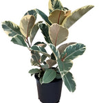 Tineke Rubber 16-26Inches Tall 1Gallon Pot House Ficus Elastica Rubber Fig Rubber Bush Rubber Tall Live Plant Ht7