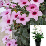 Pandorea Jasminoides Variegata Pink 1 Gallon Flower Bower Vine Plant Spearwood Bush Outdoor Live Plant Gr7