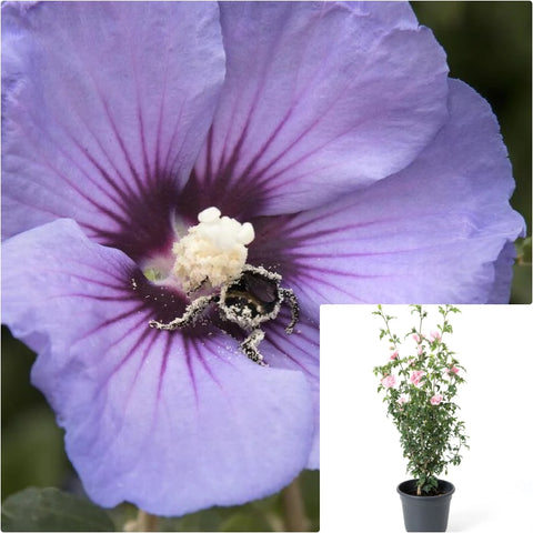 Hibiscus Syr Chateau Versaille 5 Gallon Plant Rose Of Sharon Althea Live Plant Gr7
