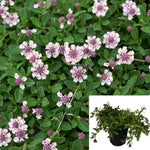 Lippia Nodiflora Kurapia 1Quart Plant Turkey Tangle Fogfruit Plant Lippia Nodiflora Plant Phyla Nodiflora Plant Flower Live Plant Gg7