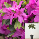 Azalea Southern Charm Patio 5 Gallon Rhododendrons Flower Rhododendron Fr7 Live Plant