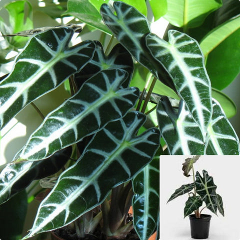 Alocasia Amazonica Plant Alocasia Polly Plant African Mask 6Inches Pot Premium Rare Live Plant Ht7