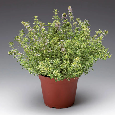 Thyme Golden Lemon Thyme Plant Thymus Citriodorus Herbdbal 1 Gallon Pot Live Ht7