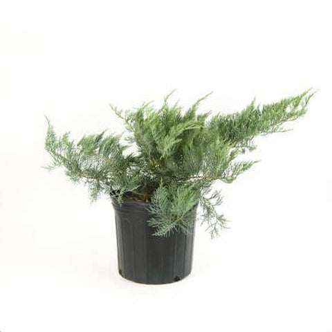 Juniperus Horizontal Wiltoni 5Gallon Juniperus Prince Of Wales Juniperus Horizontalis Live Plant Outdoor Ho7