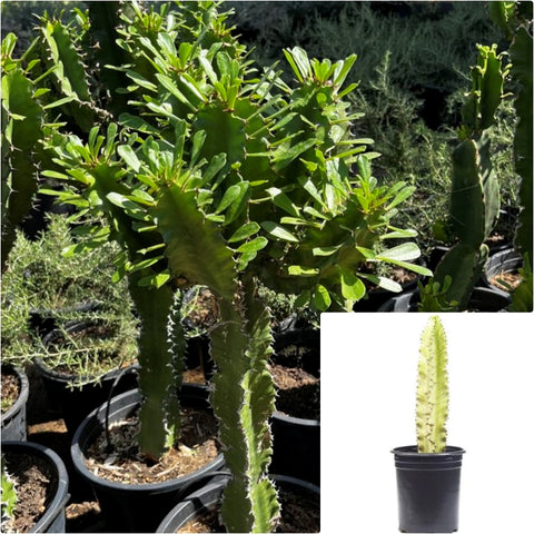 Cactus Euphorbia Trigona 5 Gallon Shrub Plant Succulent Drought Live Plant Gr7