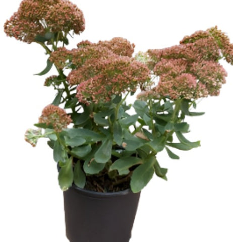 Sedum Spectabile Autumn Joy 1Gallon Spathulifolium Agavaceae Succulent Drought Tolerant House Succulent Drought Tolerant Live Plant