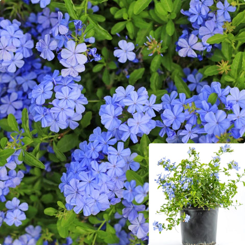 Plumbago Auriculata 5Gallon Plant Cape Leadwort Plant Blue Plumbago Plant Cape Plumbago Plant Outdoor Live Plant Gg7