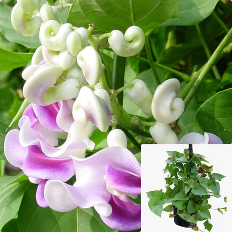 Vigna Caracalla Thomas Jefferson Staked 1 Gallon Plant Phaseolus Giganteus Snailflower Corkscrew Vine Live Plant Gg7