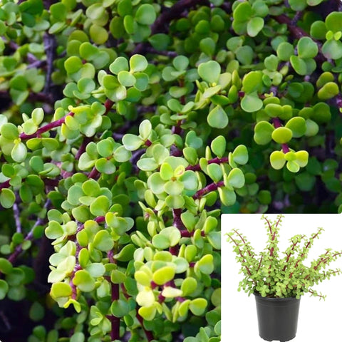 Succulent Drought Tolerant Elephant Bush Green Plant 1Gallon Hanging Succulents Live Plant Vine Ht7 Best