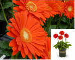Gerbera Garvinea Sweet Glow Bright Orange 1 Gallon Plant Daisy Palnt Flower Live Plant Ho7