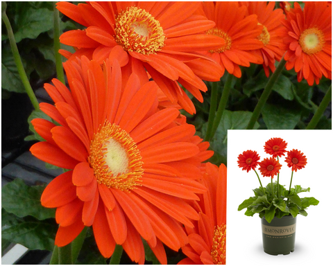 Gerbera Garvinea Sweet Glow Bright Orange 1 Gallon Plant Daisy Palnt Flower Live Plant Ho7