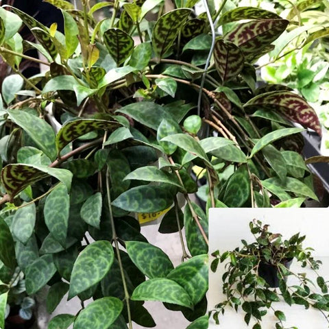 Lipstick Black Pagoda Plant Care Guide 2 Gallon Pot Lip Stick Live Plant Ht7