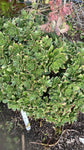 Aeonium Starburst Plant 4Inches Pot Aeonium Haworthii Pinwheel Plant Succulent Drought Tolerant Live Plant Ht7