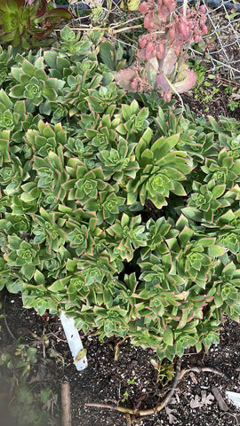 Aeonium Starburst Plant 4Inches Pot Aeonium Haworthii Pinwheel Plant Succulent Drought Tolerant Live Plant Ht7