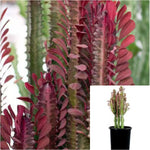 Cactus Euphorbia Amauk 5 Gallon Shrub Plant Succulent Drought Live Plant Gr7