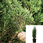 Cupressus Sempervirens 1Gallon Italian Cypress Plant Cupressus Sempervirens Compacta Live Plant Outdoor Gr7