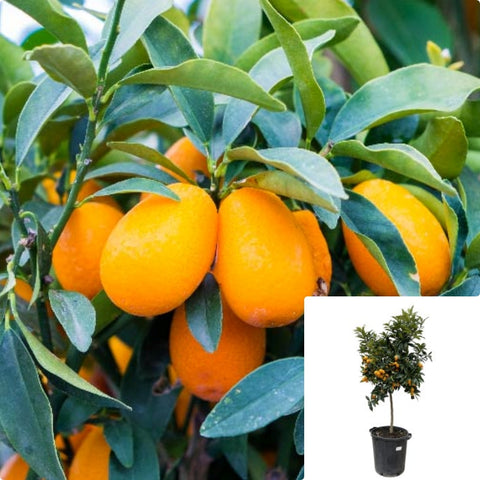 Citrus Kumquat Semi Dwarf Nagami 3Gallon Plant Kumquat Trees Nagami Kumquat Plant Tree Live Plant Gr7